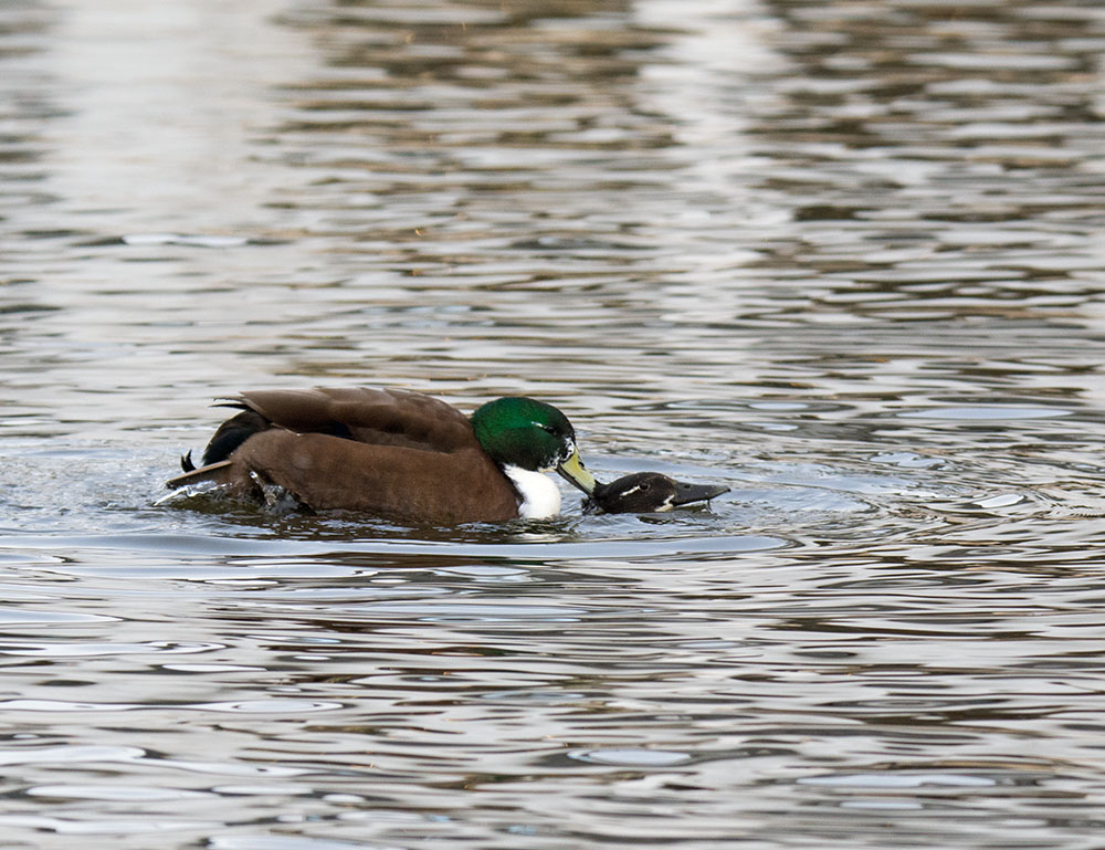 DSC_0666.jpg