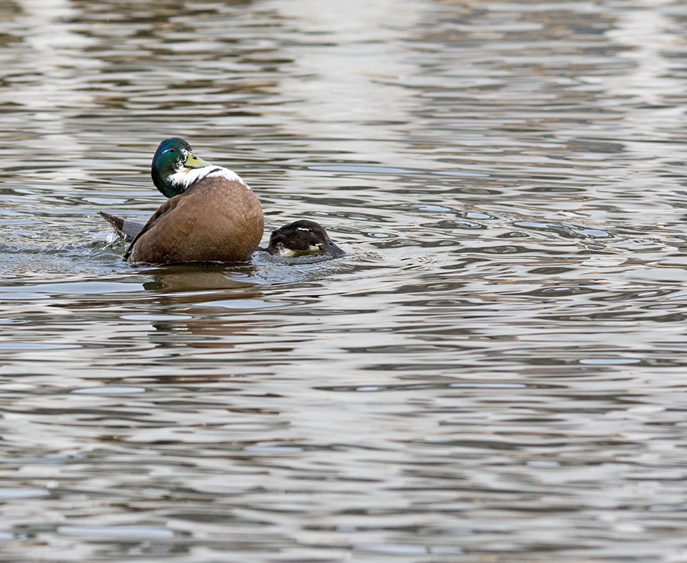 DSC_0667.jpg
