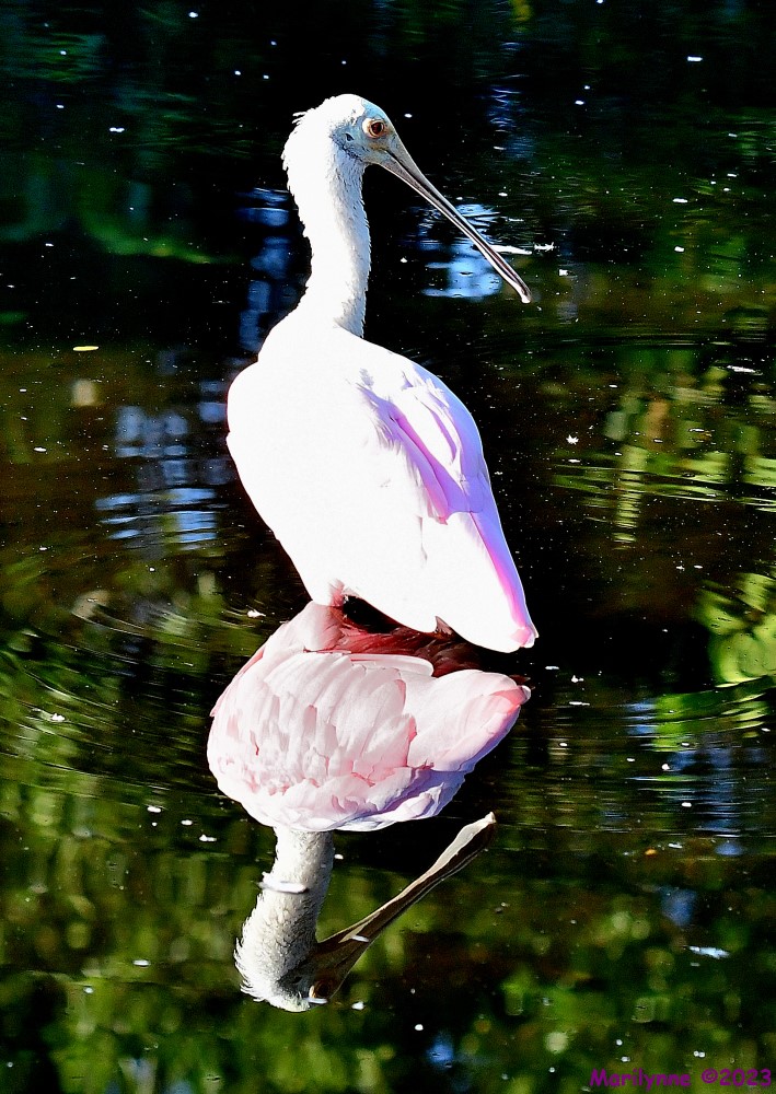DSC_0667_001.JPG