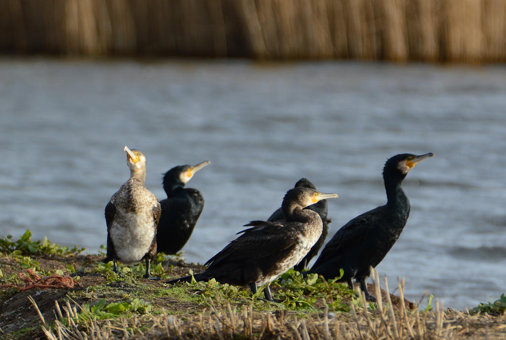 DSC_0668.jpg