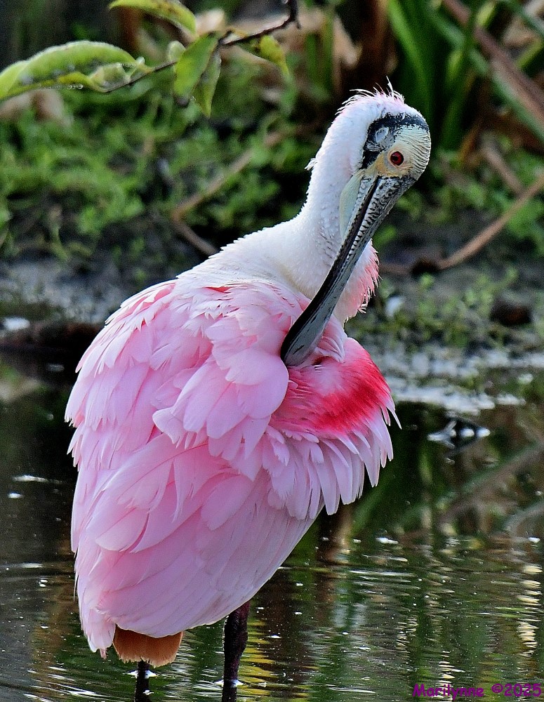 DSC_0669_001.JPG