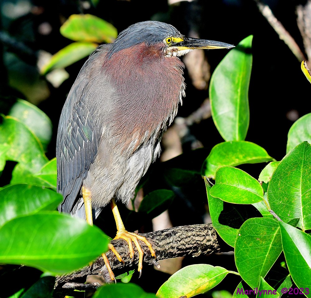 DSC_0671_001.JPG