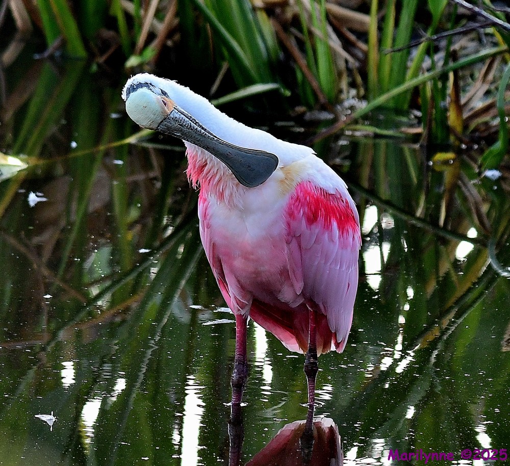 DSC_0674_001.JPG