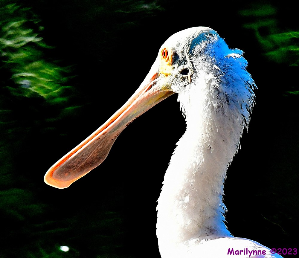 DSC_0676_001.JPG