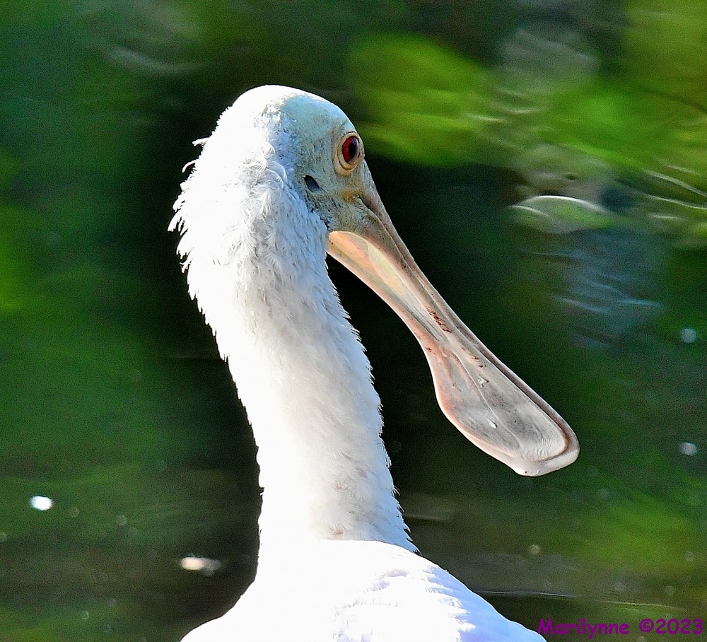 DSC_0678_001.JPG