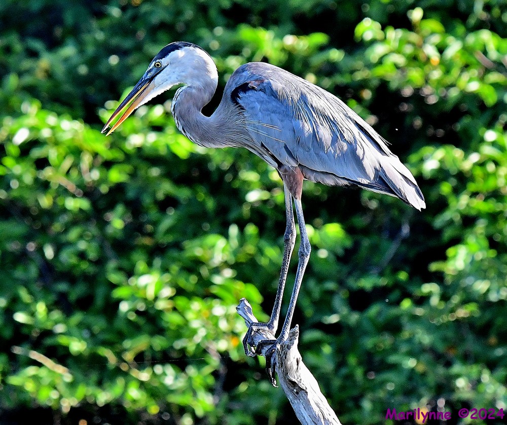 DSC_0678_001.JPG