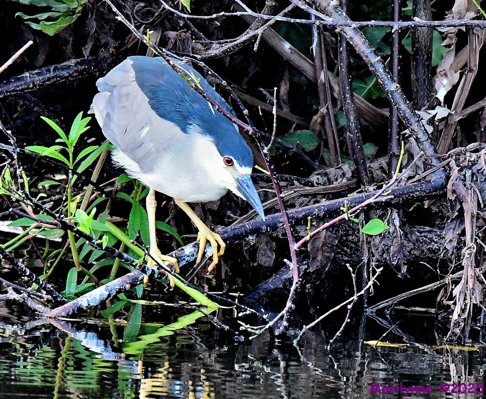 DSC_0682_001.JPG