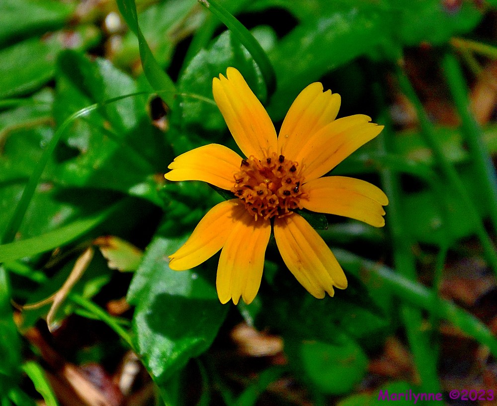 DSC_0683_001.JPG
