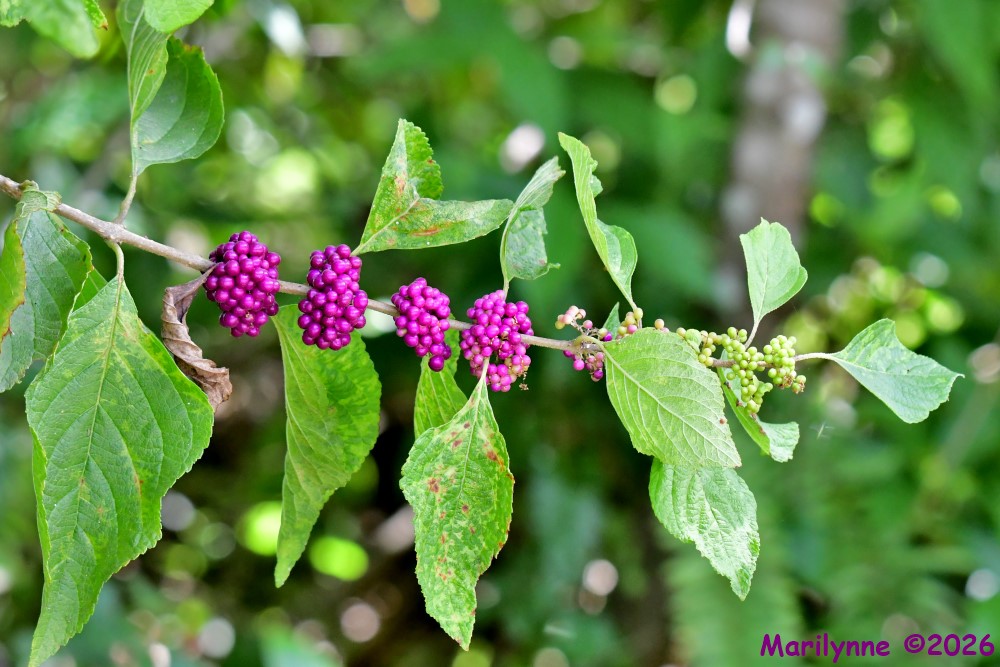 DSC_0683_001.JPG