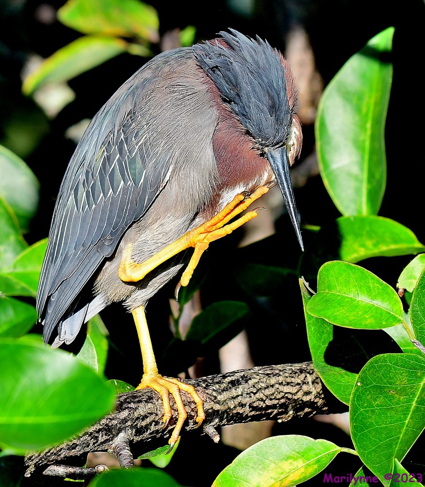 DSC_0684_001.JPG