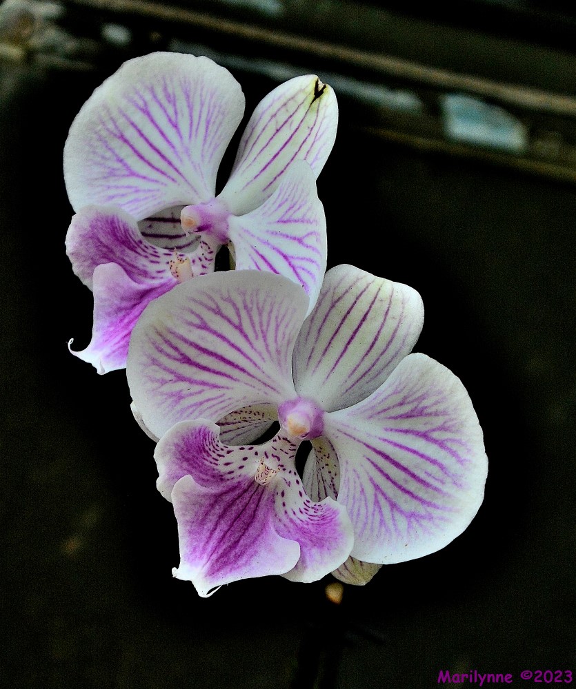 DSC_0685_001.JPG
