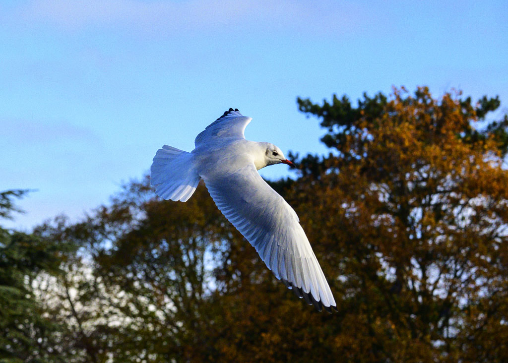 DSC_0687.jpg