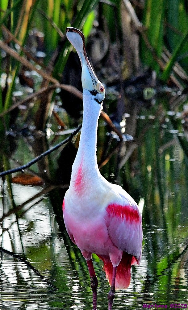 DSC_0688_001.JPG
