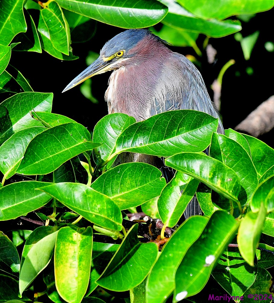 DSC_0689_001.JPG