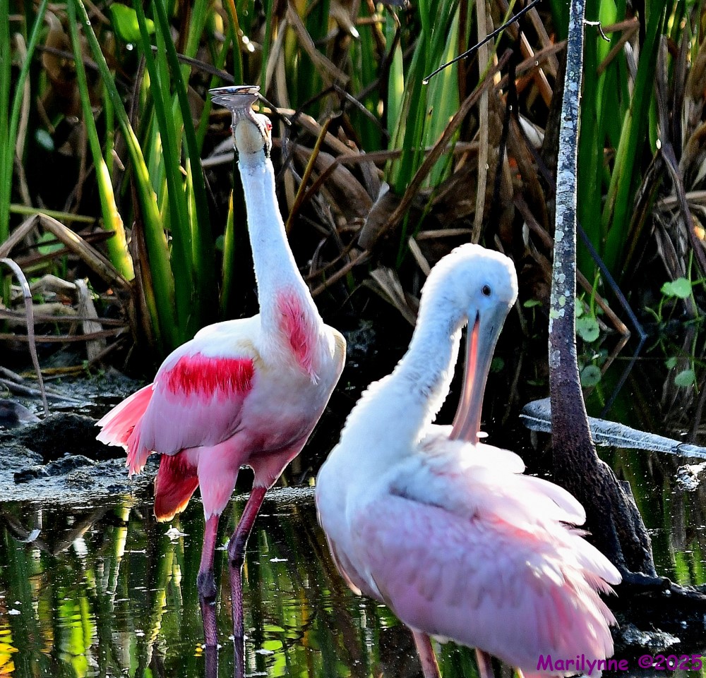 DSC_0691_001.JPG