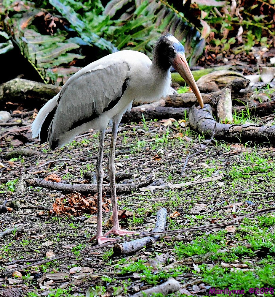 DSC_0691_001.JPG