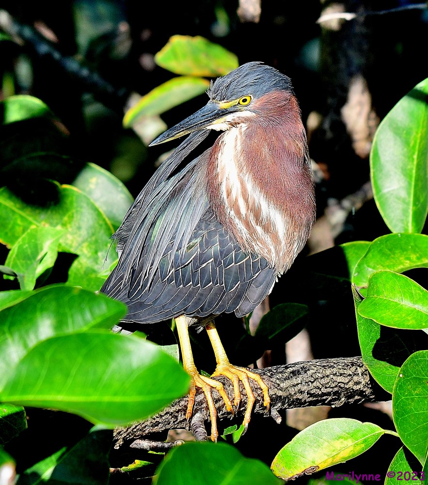 DSC_0692_001.JPG