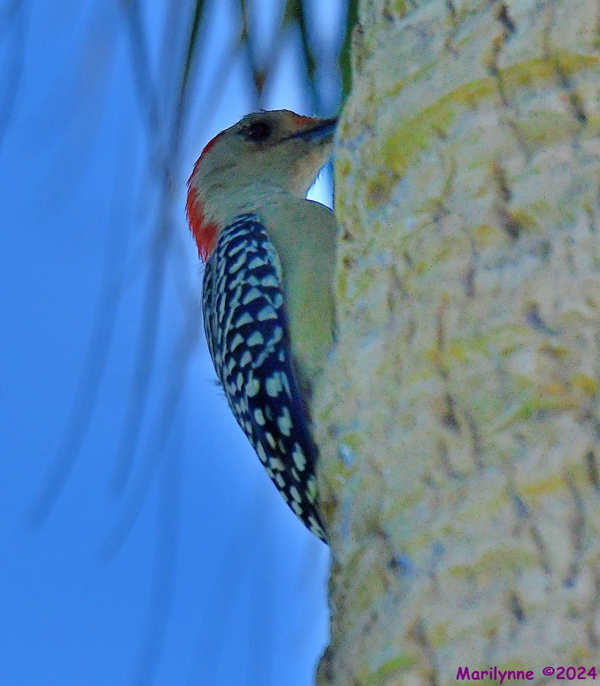 DSC_0692_001.JPG