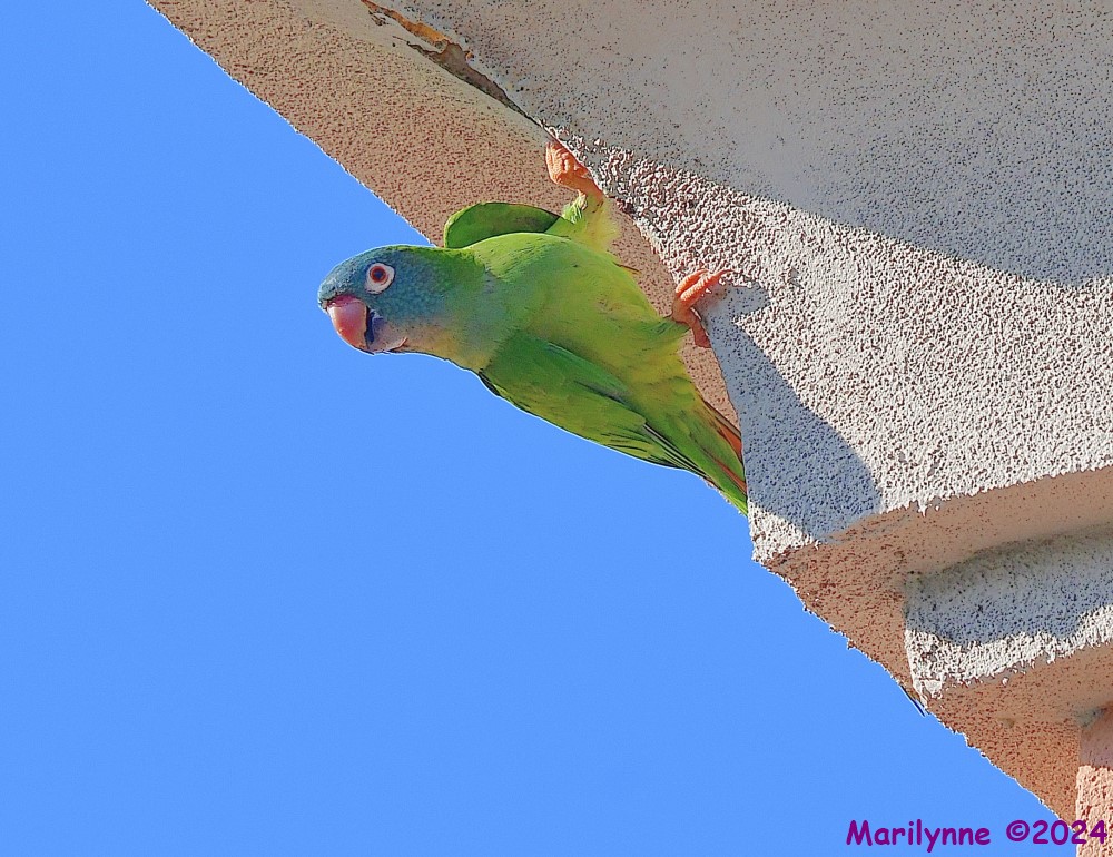DSC_0694_001.JPG