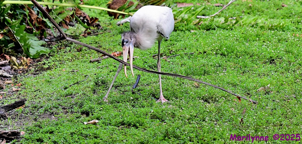 DSC_0695_001.JPG