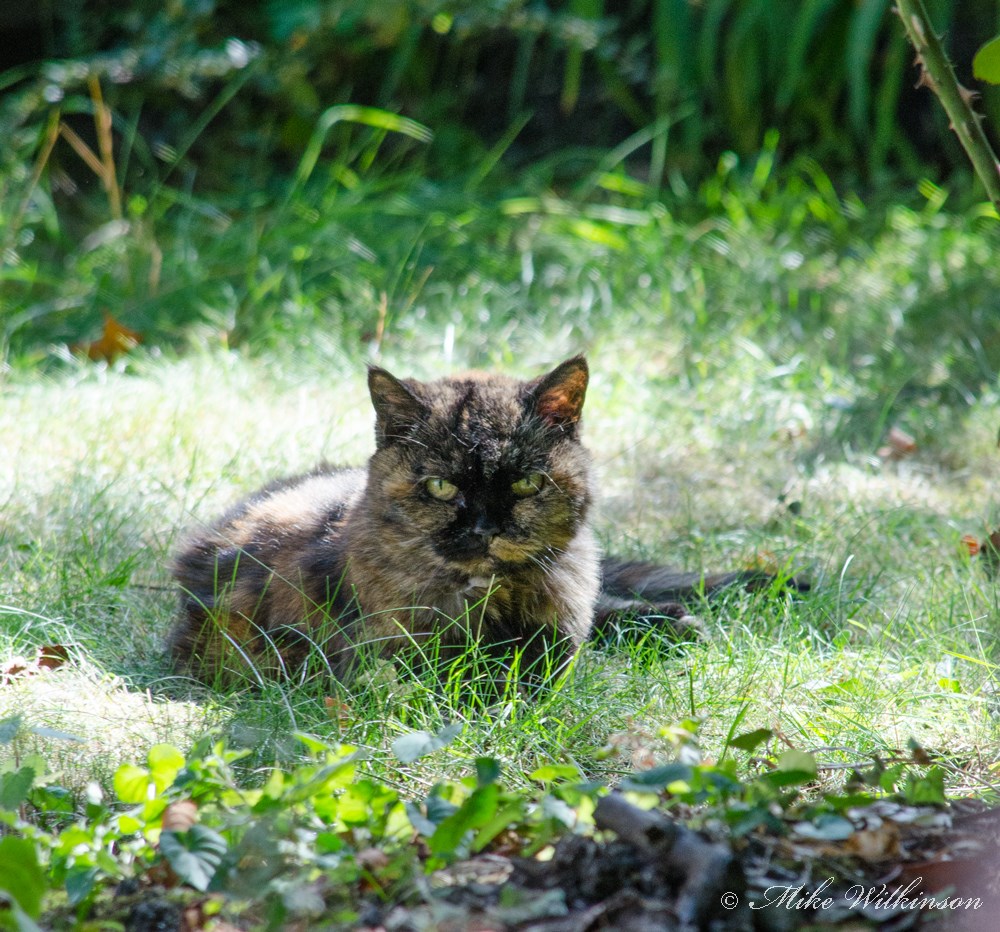 DSC_0696.jpg