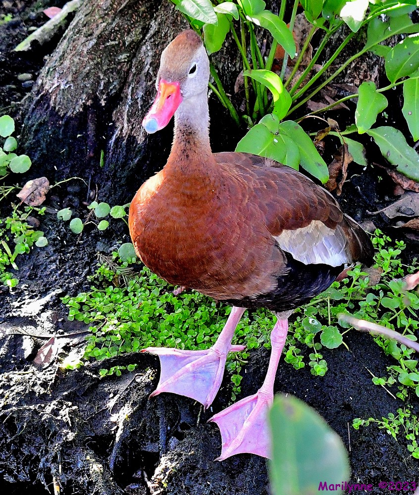 DSC_0696_001.JPG