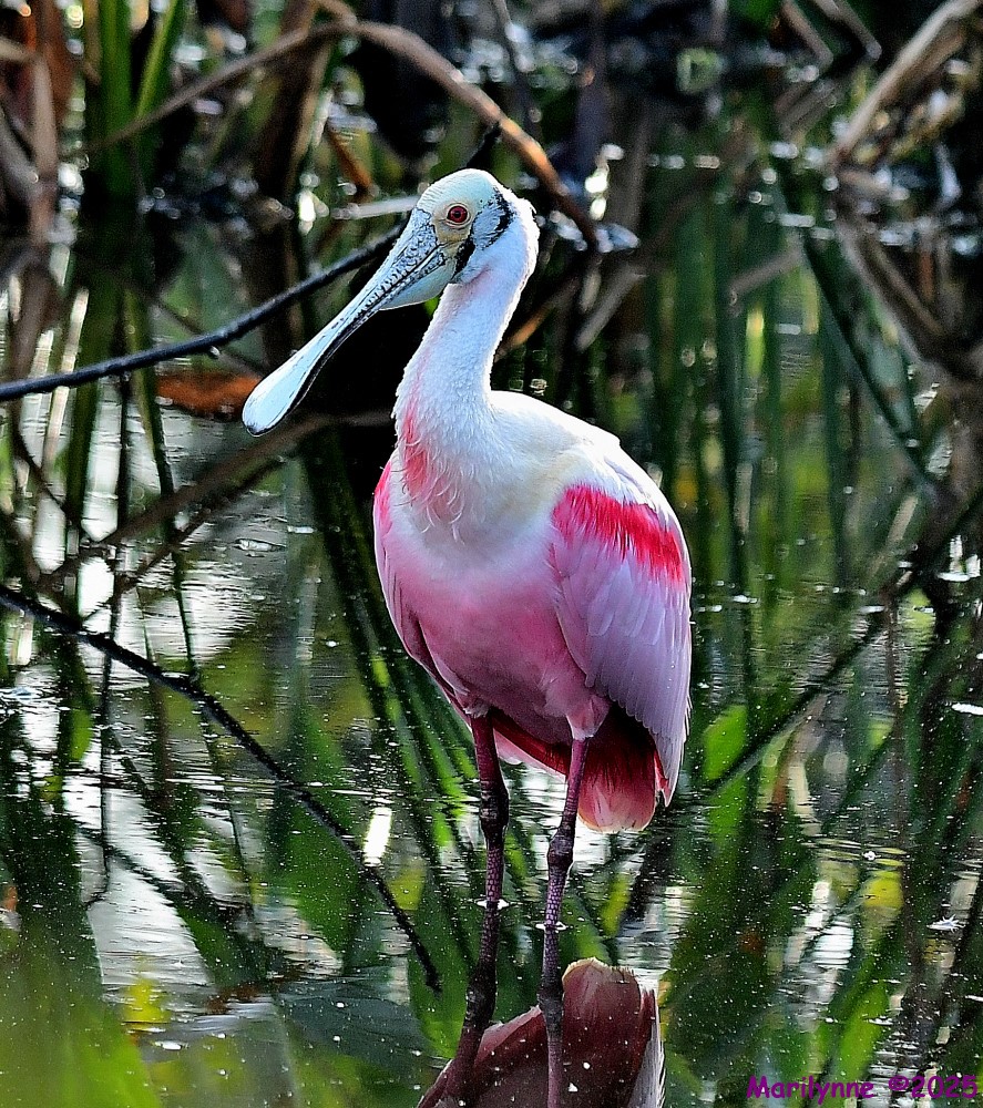 DSC_0696_001.JPG