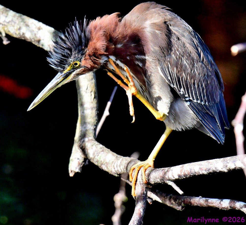 DSC_0696_001.jpg