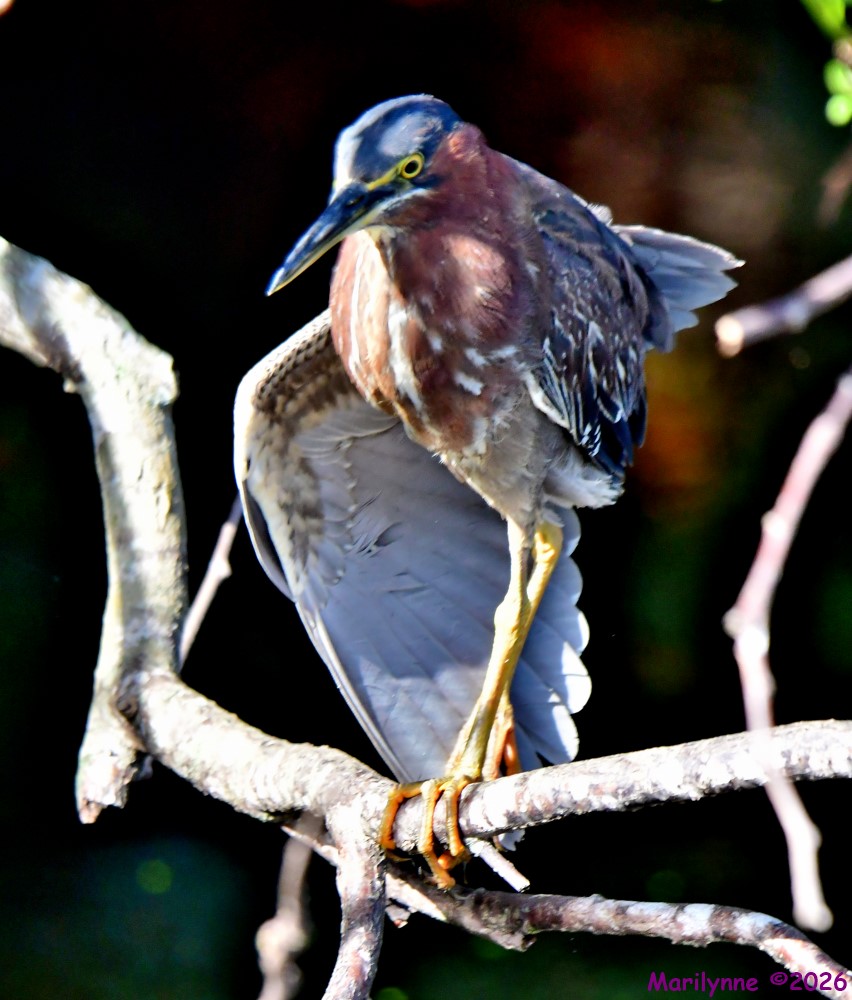 DSC_0697_stitch_001.jpg