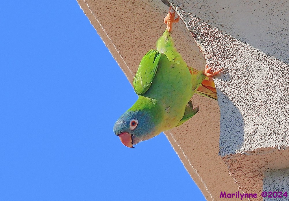 DSC_0698_001.JPG