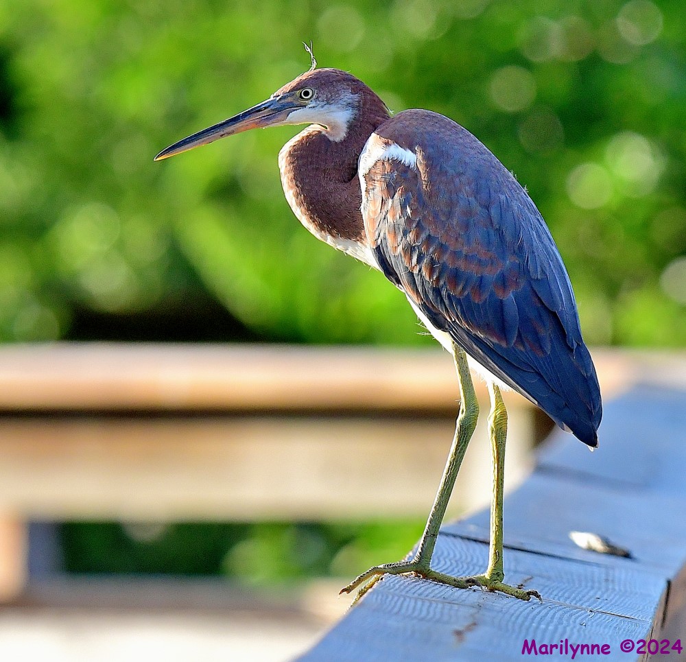 DSC_0698_001.JPG