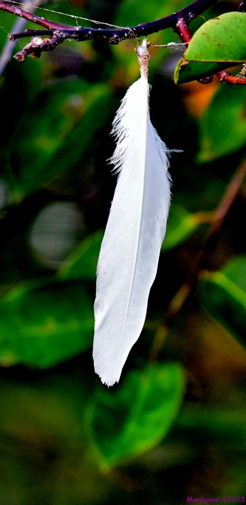 DSC_0699_001.JPG