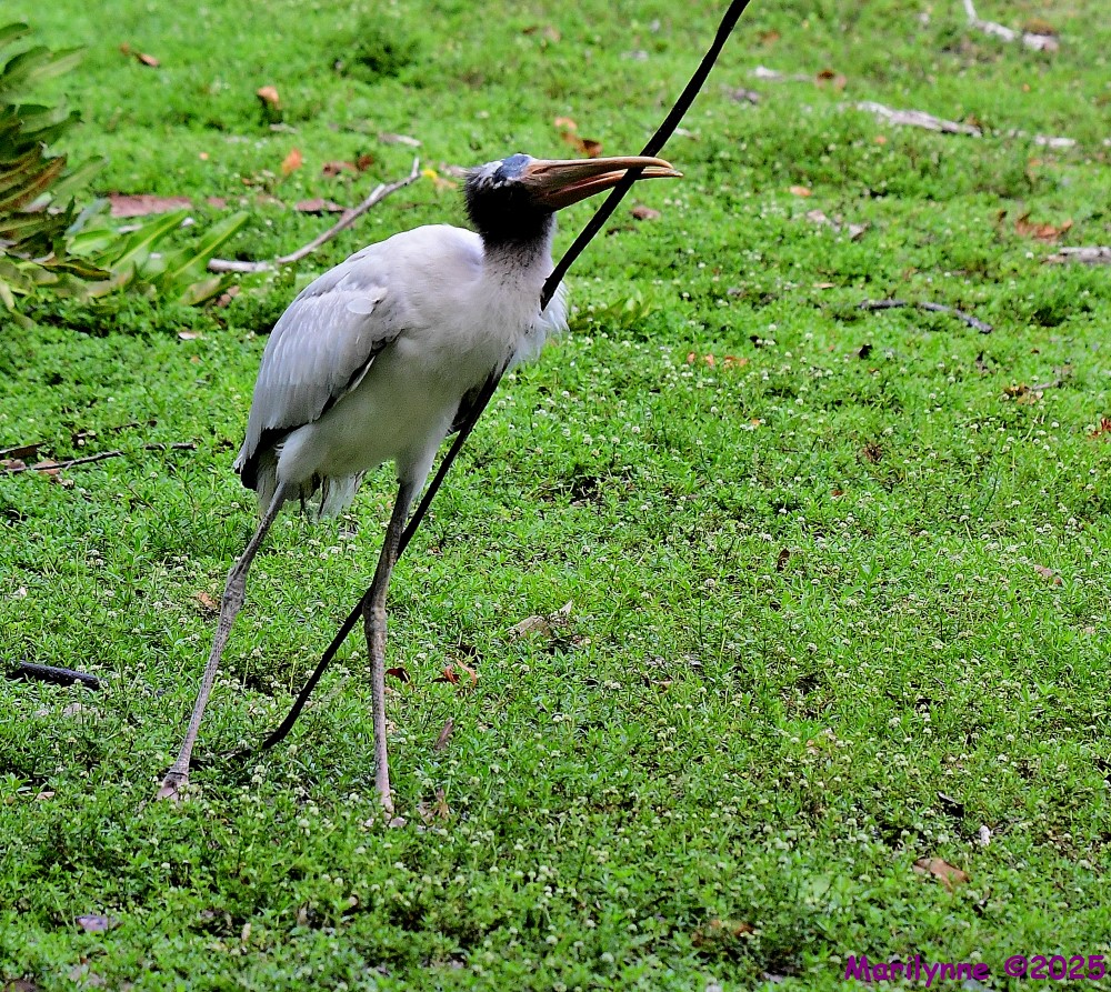 DSC_0699_001.JPG