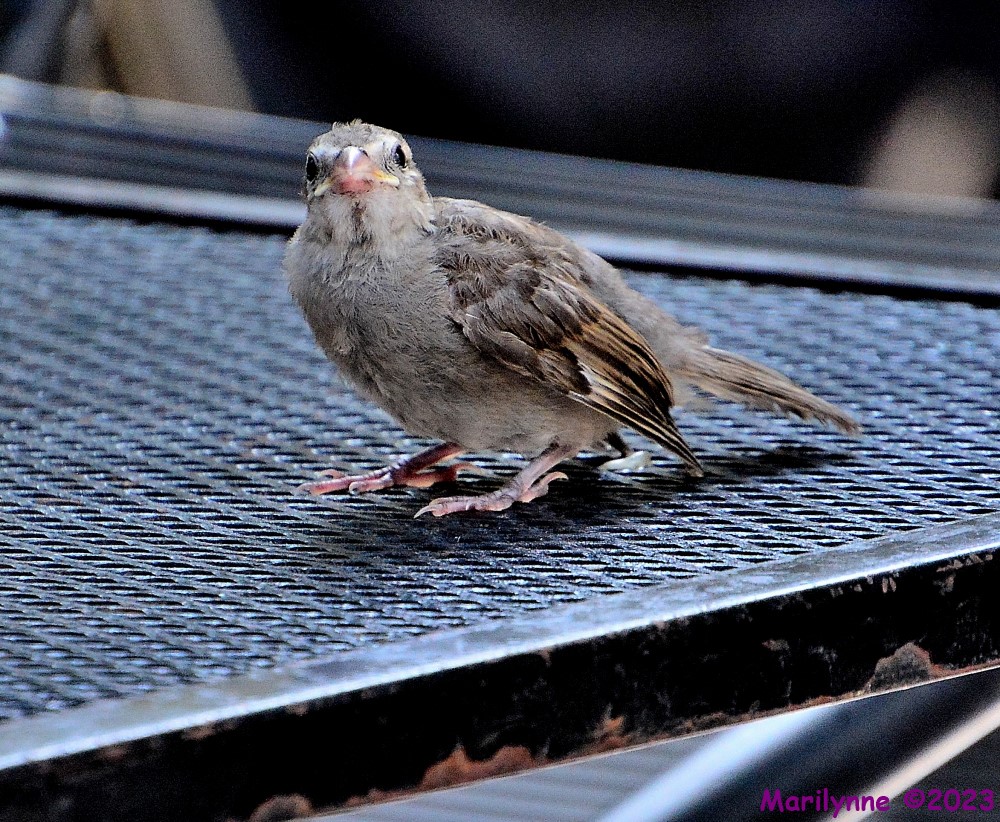 DSC_0702_001.JPG