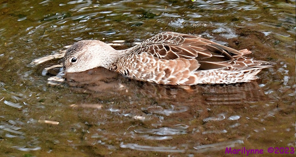 DSC_0702_001.JPG