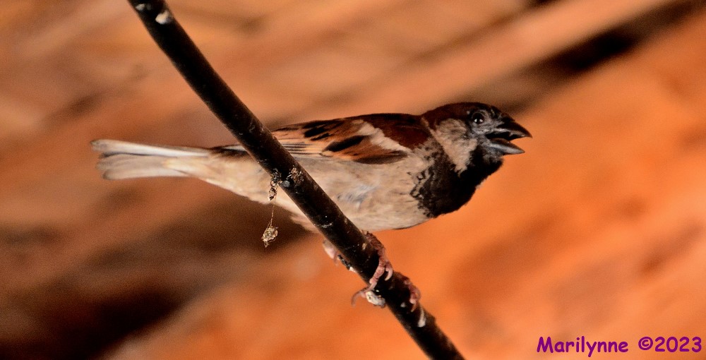 DSC_0704_001.JPG