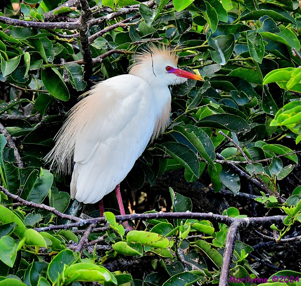 DSC_0706_001.JPG