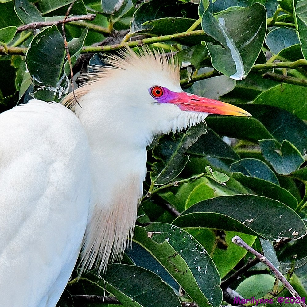 DSC_0709_001.JPG
