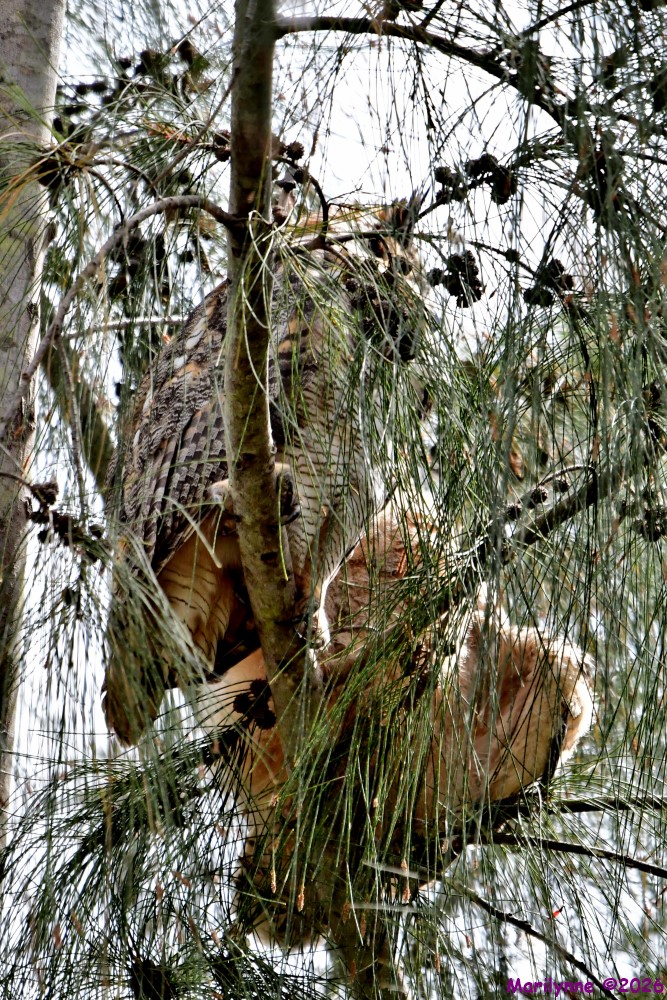 DSC_0710_001.JPG