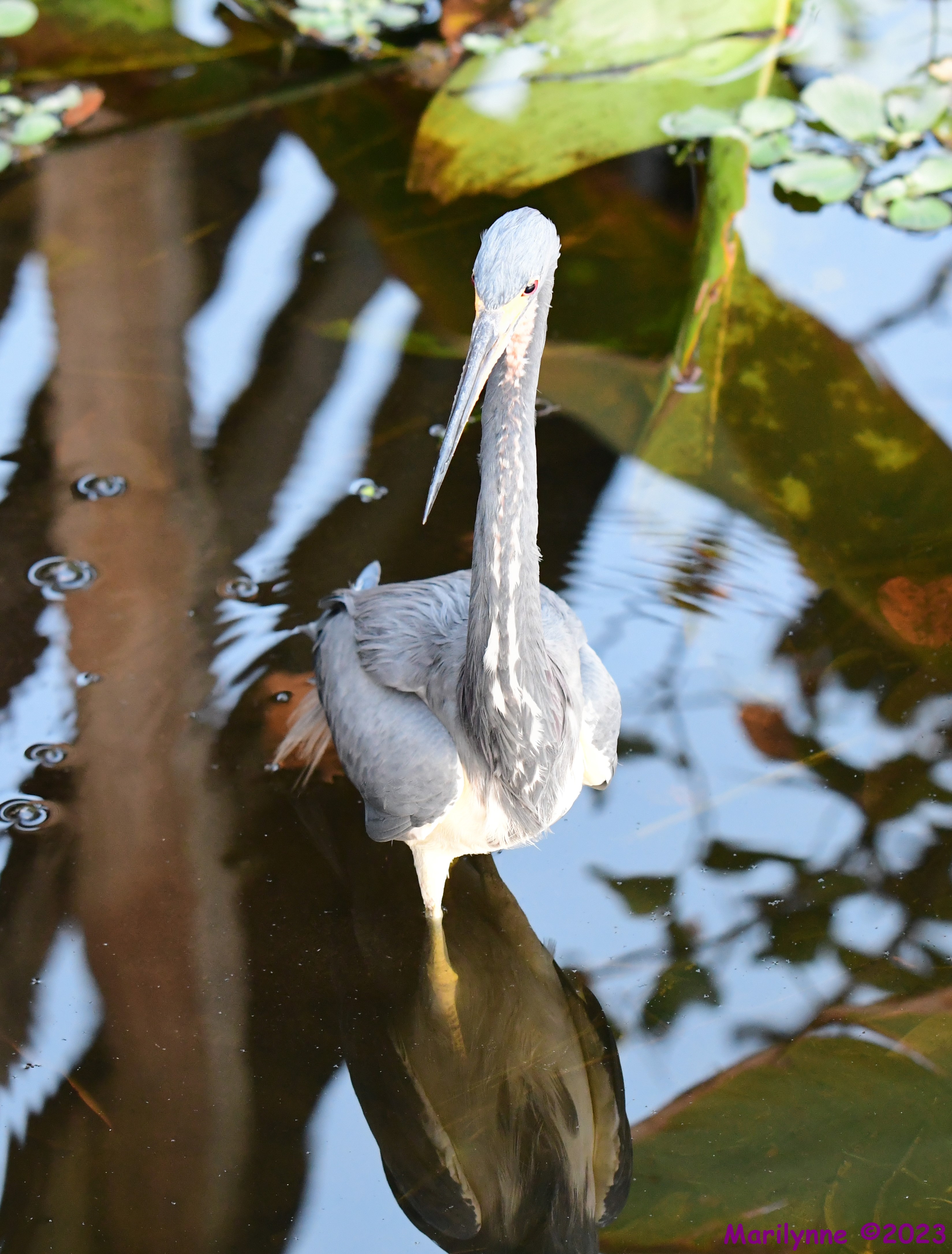 DSC_0711_stitch3.jpg