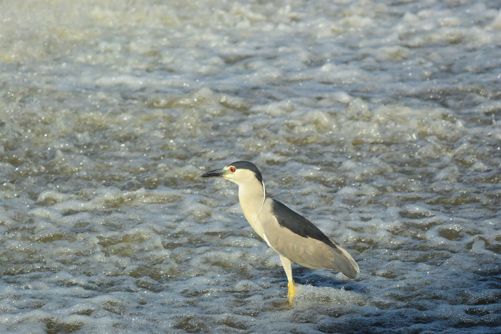 DSC_0714.jpg