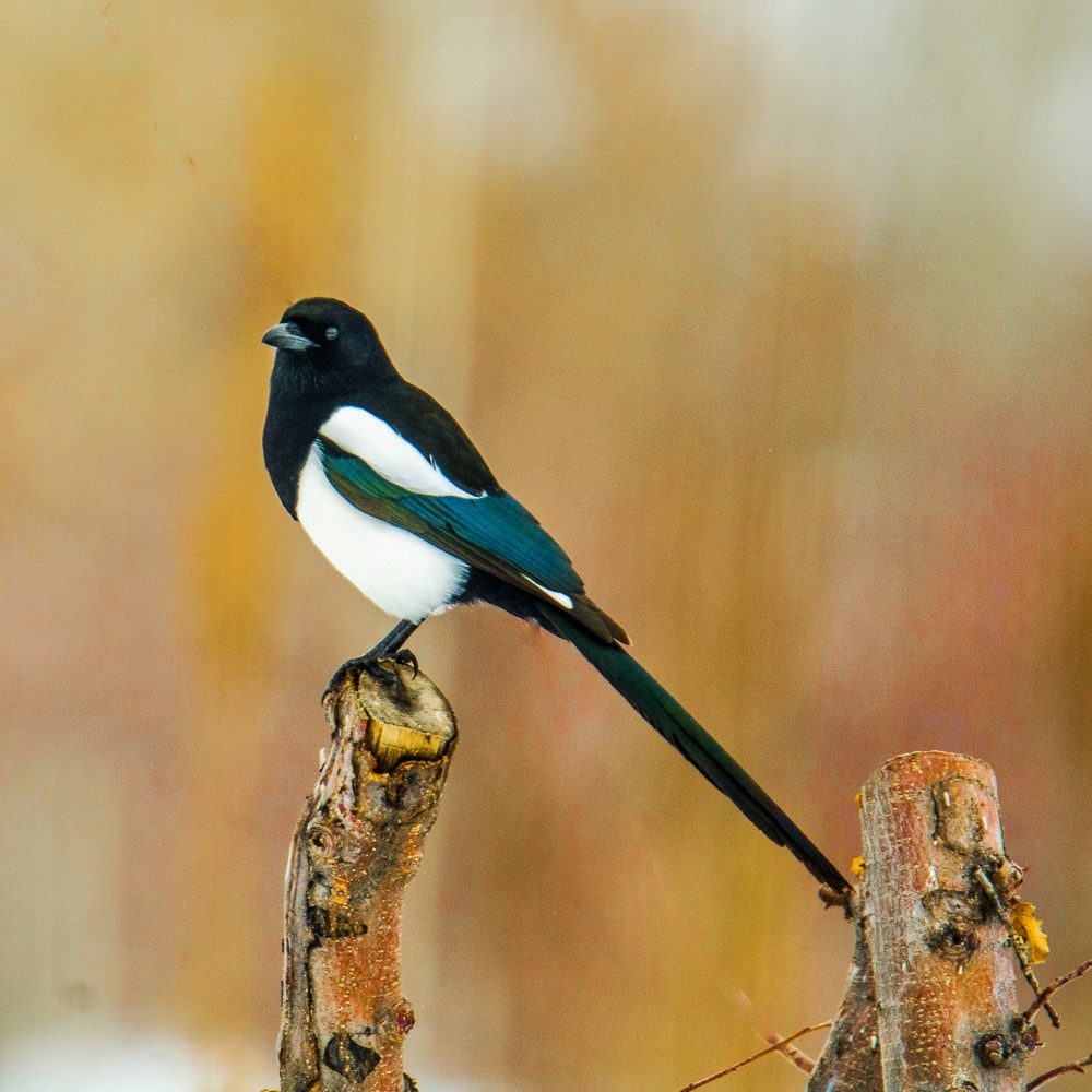 DSC_0715.jpg
