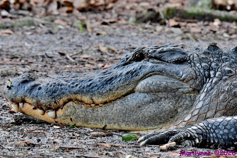 DSC_0717_001.JPG