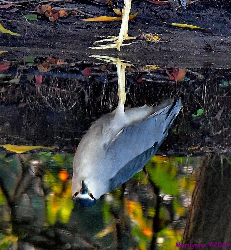 DSC_0718_001.JPG