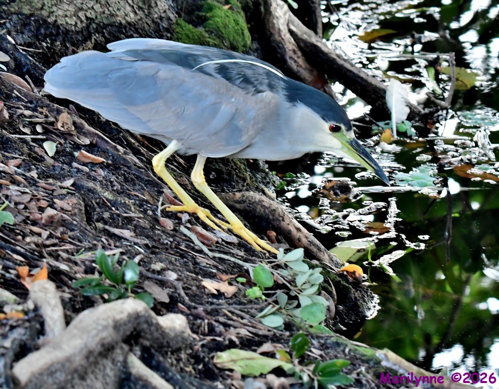 DSC_0718_001.JPG