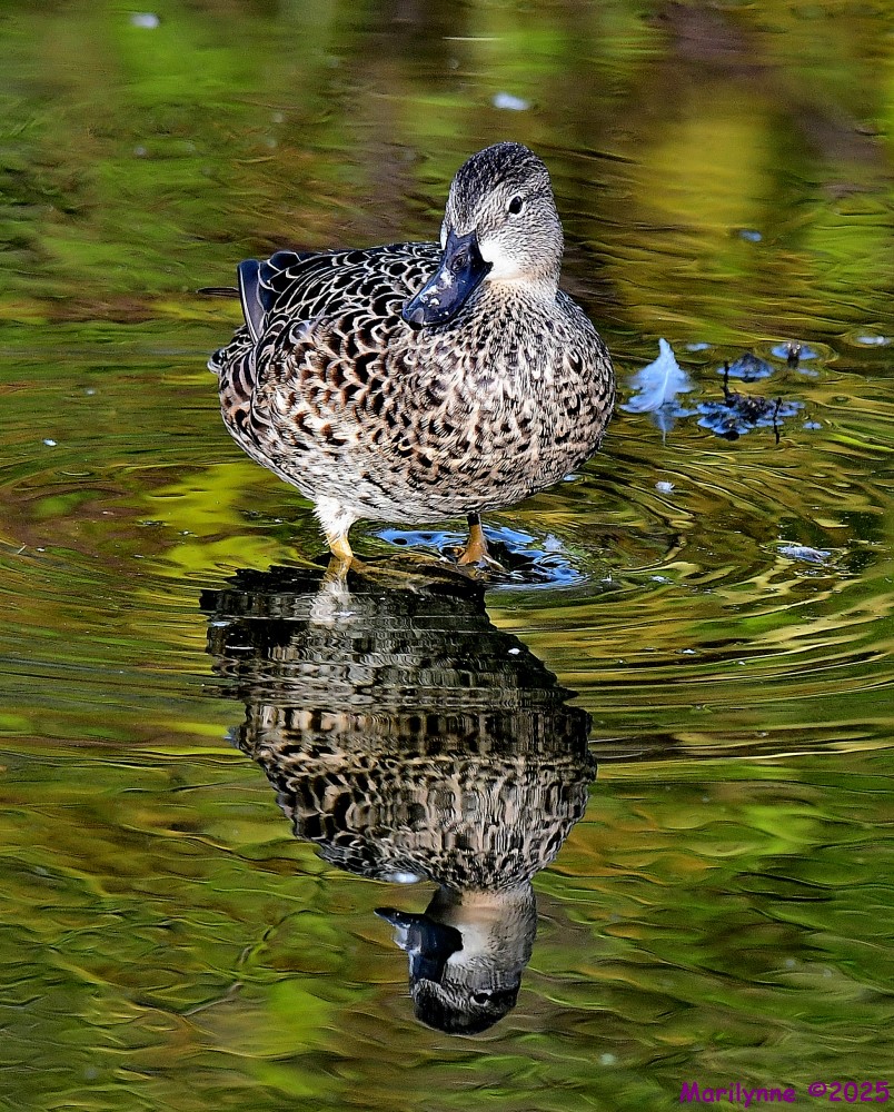 DSC_0719_001.JPG