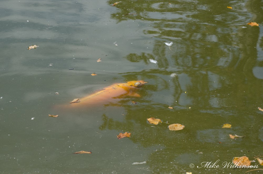 DSC_0720.jpg