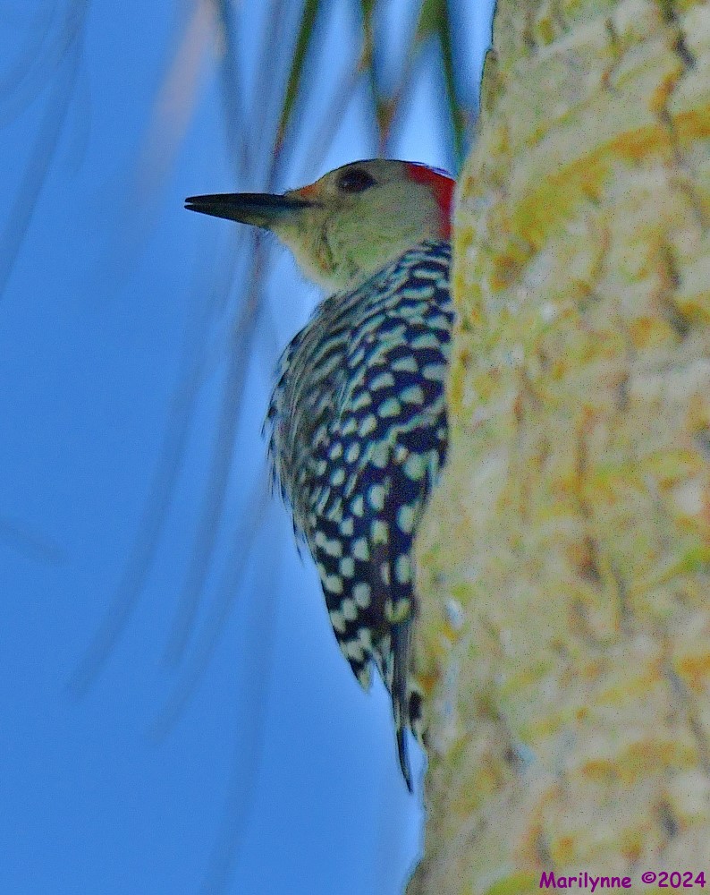 DSC_0721_001.JPG