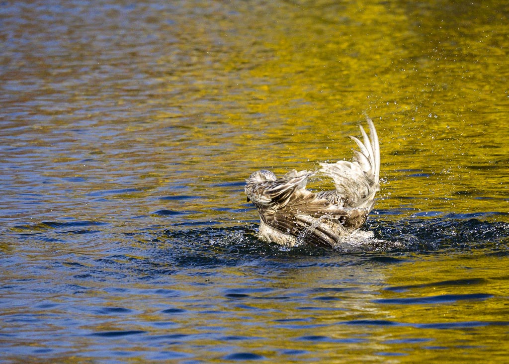 DSC_0723.jpg