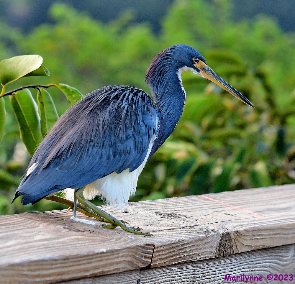 DSC_0724_001.JPG